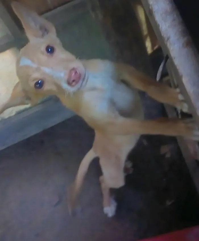 Cachorro ra a SRD-ViraLata idade 2 a 6 meses nome Amarelinha