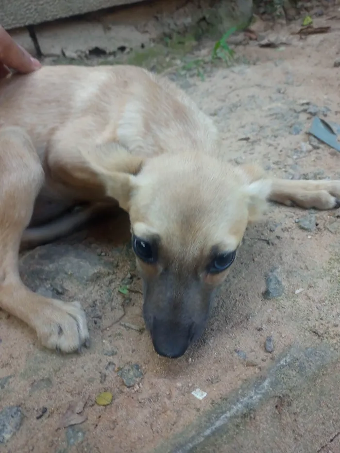 Cachorro ra a SRD-ViraLata idade 2 a 6 meses nome Pretinha