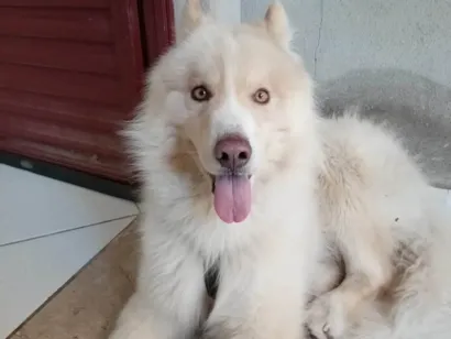 Cachorro raça Husky Siberiano idade 5 anos nome Ric