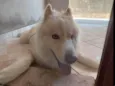 Cachorro ra a Husky Siberiano idade 5 anos nome Ric