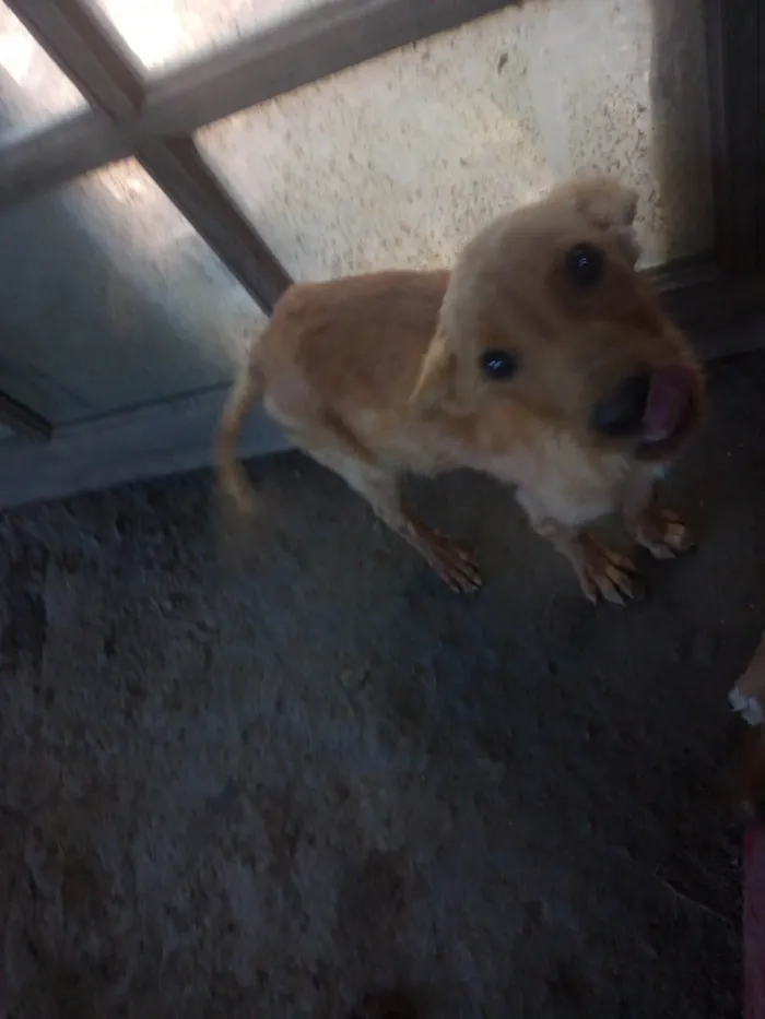Cachorro ra a SRD-ViraLata idade 2 a 6 meses nome Listrada
