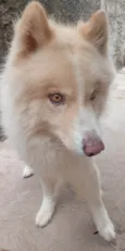 Cachorro ra a Husky Siberiano idade 5 anos nome Ric