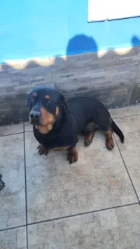 Cachorro ra a SRD-ViraLata idade 1 ano nome Apollo