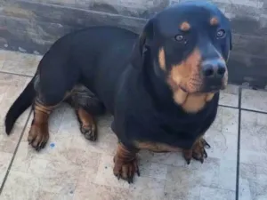 Cachorro raça SRD-ViraLata idade 1 ano nome Apollo