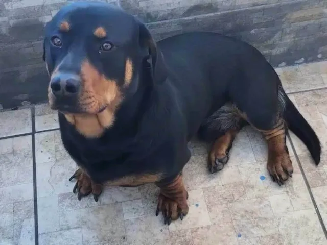 Cachorro raça SRD-ViraLata idade 1 ano nome Apollo