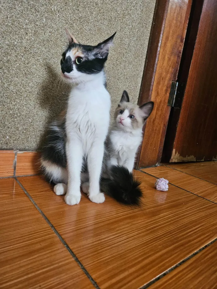 Gato ra a SRD-ViraLata idade 1 ano nome Gal