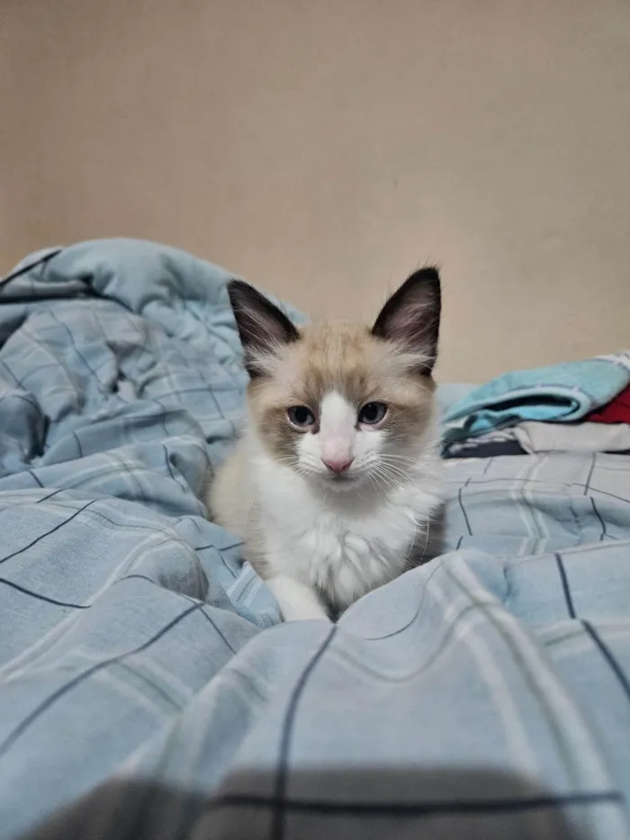 Gato ra a SRD-ViraLata idade 1 ano nome Gal