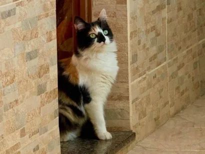 Gato ra a SRD-ViraLata idade 1 ano nome Gal