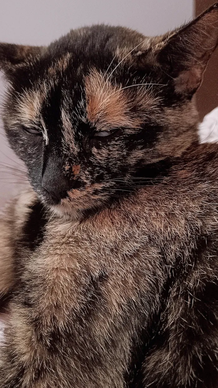 Gato ra a SRD-ViraLata idade 3 anos nome Cintilante 