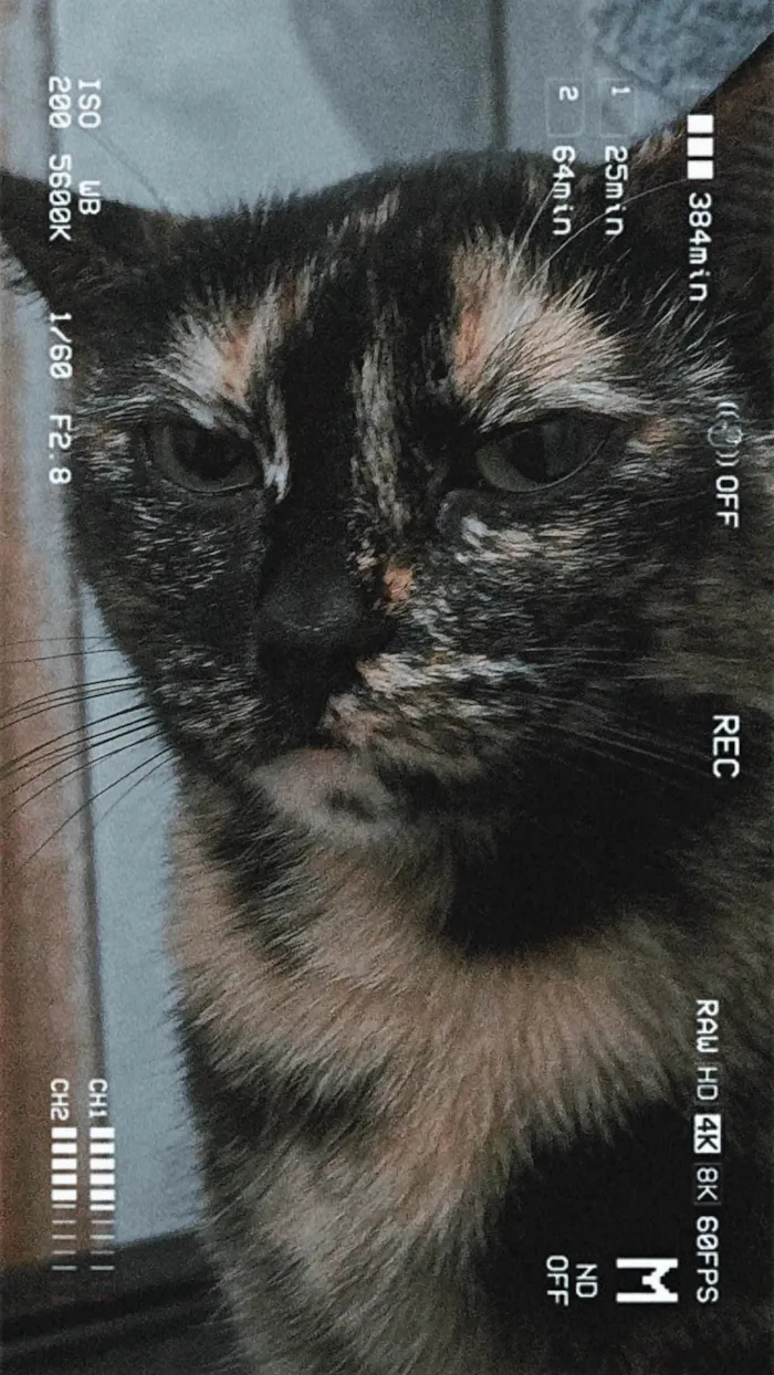 Gato ra a SRD-ViraLata idade 3 anos nome Cintilante 