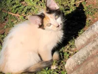 Gato ra a SRD-ViraLata idade 2 a 6 meses nome Wednesday