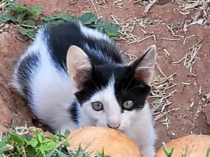 Gato ra a SRD-ViraLata idade 2 a 6 meses nome Miércoles