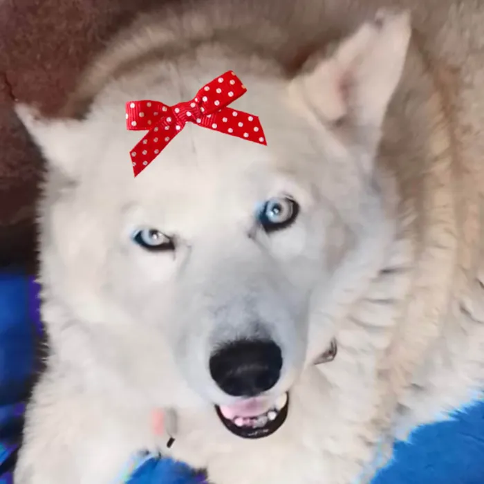 Cachorro ra a Husky Siberiano idade 1 ano nome Íris 