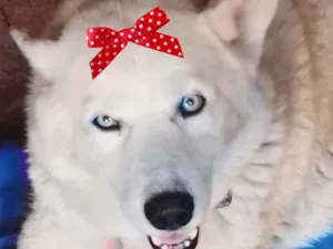 Cachorro ra a Husky Siberiano idade 1 ano nome Íris 