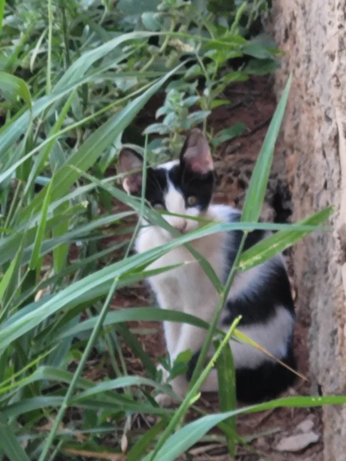 Gato ra a SRD-ViraLata idade 2 a 6 meses nome Jueves