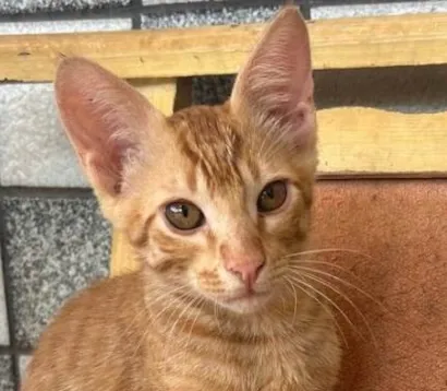 Gato ra a SRD-ViraLata idade 2 a 6 meses nome Milo 
