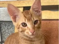 Gato ra a SRD-ViraLata idade 2 a 6 meses nome Milo 