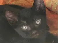 Gato ra a SRD-ViraLata idade 2 a 6 meses nome Pietro 