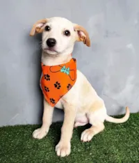 Cachorro ra a SRD-ViraLata idade 2 a 6 meses nome Dudu