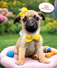 Cachorro ra a SRD-ViraLata idade 2 a 6 meses nome Serena