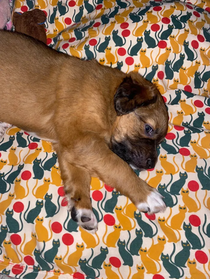 Cachorro raça SRD-ViraLata idade Abaixo de 2 meses nome Filhotes para doação