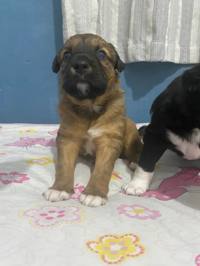 Cachorro raça SRD-ViraLata idade Abaixo de 2 meses nome Filhotes para doação