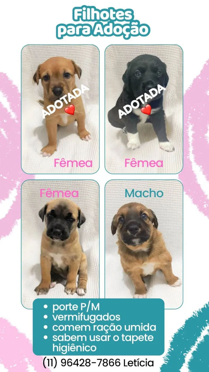 Filhotes para doação