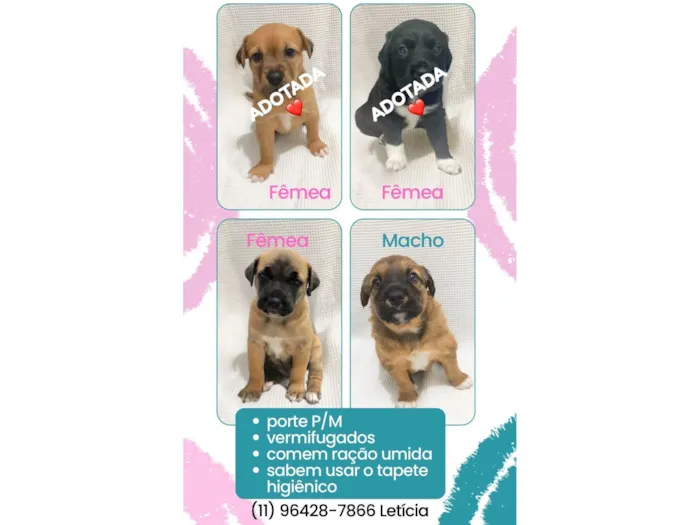 Filhotes para doação