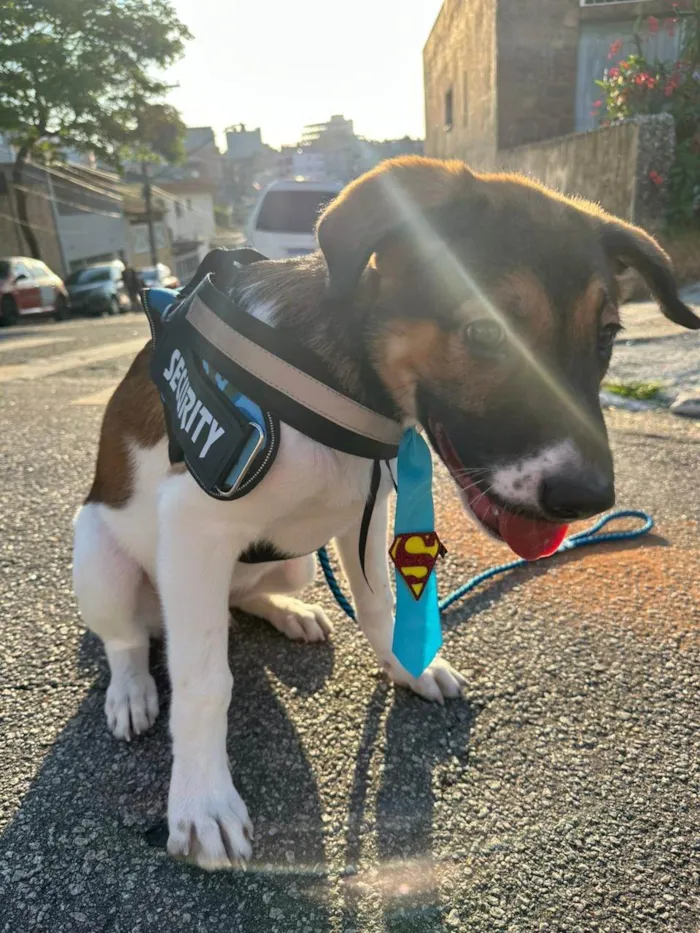 Cachorro ra a SRD-ViraLata idade 2 a 6 meses nome Luck