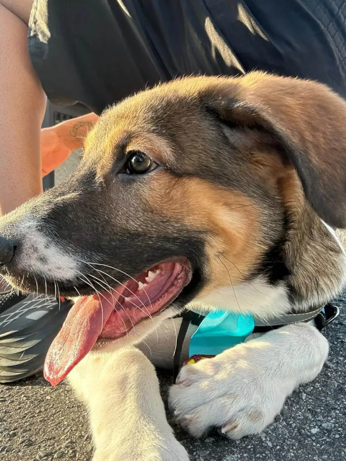 Cachorro ra a SRD-ViraLata idade 2 a 6 meses nome Luck