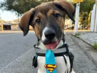 Cachorro ra a SRD-ViraLata idade 2 a 6 meses nome Luck