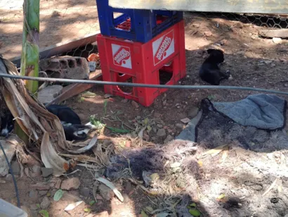 Cachorro raça SRD-ViraLata idade 2 a 6 meses nome Augusto Borges 