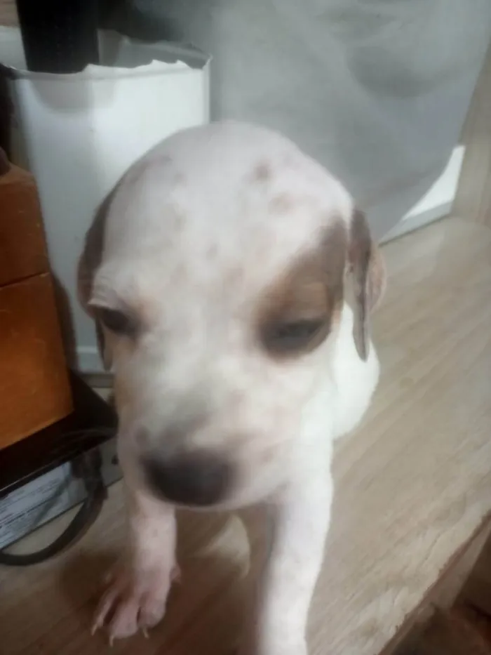 Cachorro ra a SRD-ViraLata idade Abaixo de 2 meses nome Sem nome 