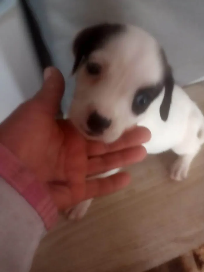 Cachorro ra a SRD-ViraLata idade Abaixo de 2 meses nome Sem nome 