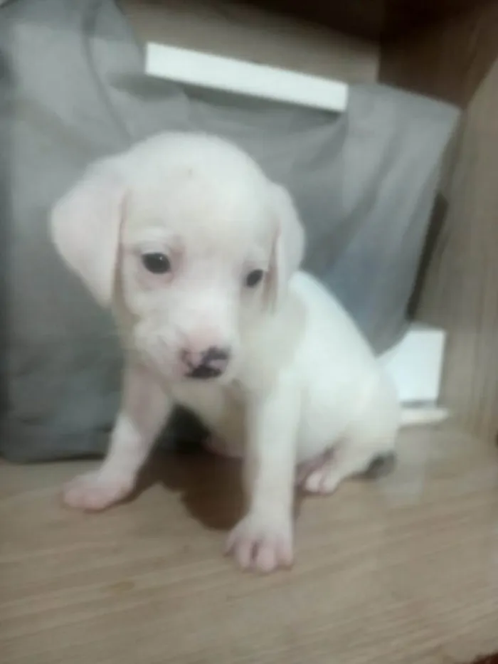 Cachorro ra a SRD-ViraLata idade Abaixo de 2 meses nome Sem nome 