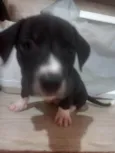 Cachorro ra a SRD-ViraLata idade Abaixo de 2 meses nome Sem nome 