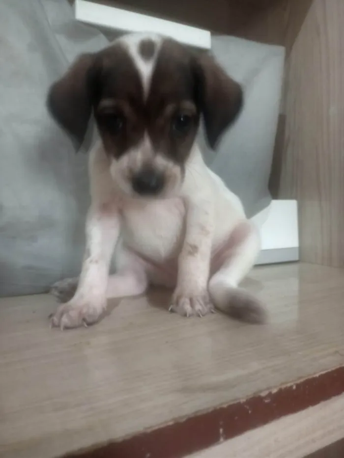 Cachorro ra a SRD-ViraLata idade Abaixo de 2 meses nome Sem nome 