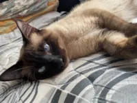 Gato raça Siamês idade 7 a 11 meses nome Skank