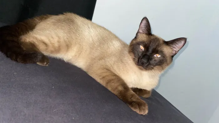 Gato ra a Siamês idade 7 a 11 meses nome Skank