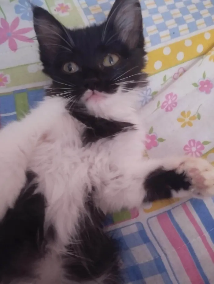 Gato ra a Persa idade Abaixo de 2 meses nome Perola