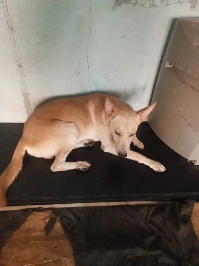 Cachorro ra a SRD-ViraLata idade 1 ano nome Bilu 