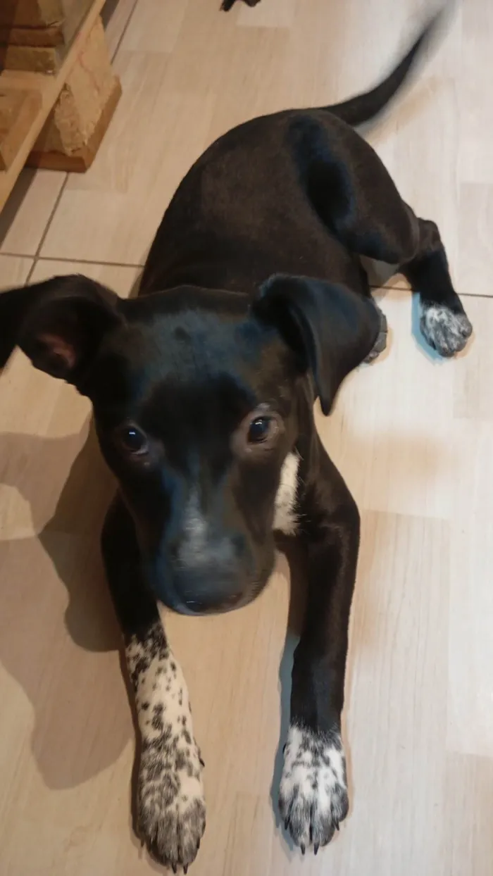 Cachorro ra a SRD-ViraLata idade 2 a 6 meses nome Luna