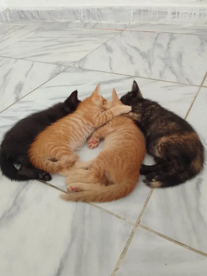 Gato ra a SRD-ViraLata idade Abaixo de 2 meses nome Sem nomes