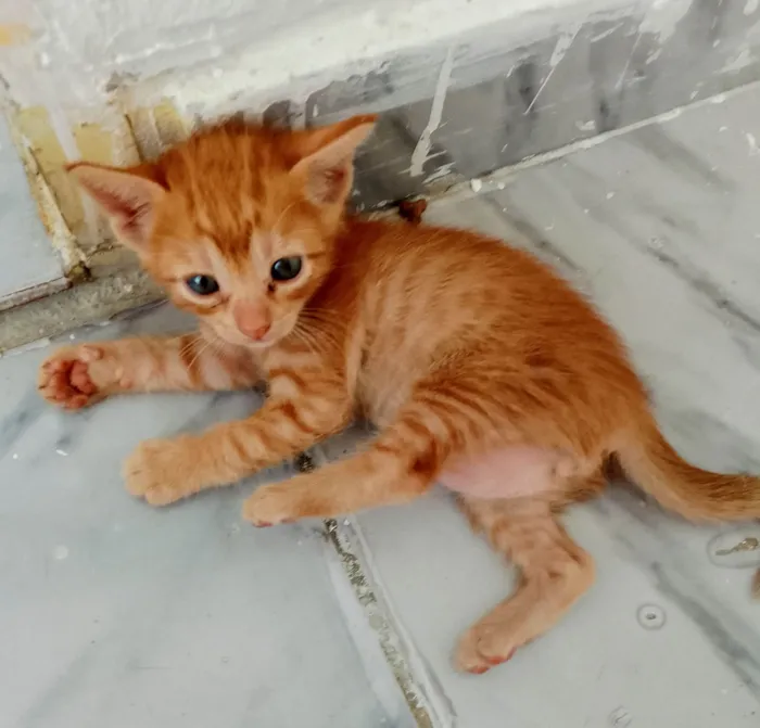 Gato ra a SRD-ViraLata idade Abaixo de 2 meses nome Sem nomes