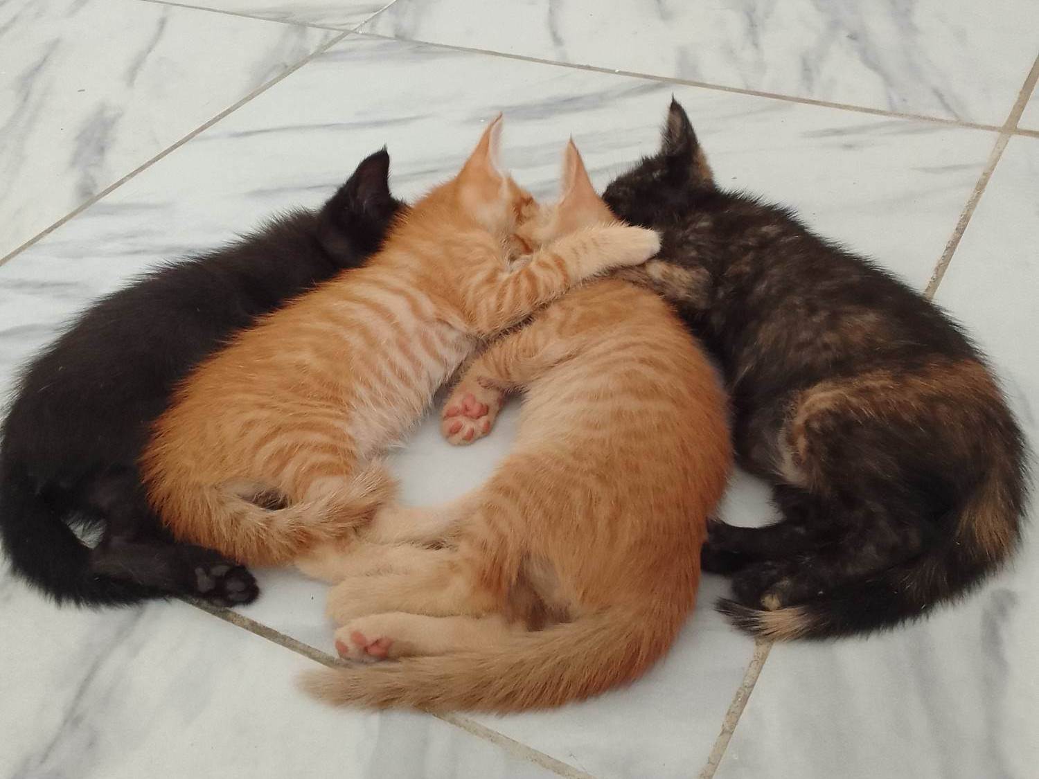 Gato raça SRD-ViraLata idade Abaixo de 2 meses nome Sem nomes