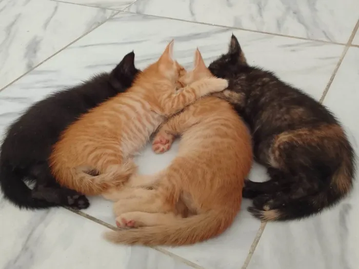 Gato ra a SRD-ViraLata idade Abaixo de 2 meses nome Sem nomes