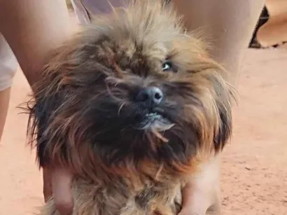 Cachorro raça Shitzu idade 1 ano nome Bebê 
