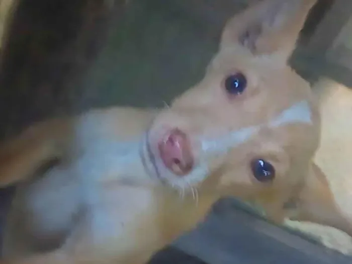 Cachorro ra a SRD-ViraLata idade 2 a 6 meses nome Amarelinha