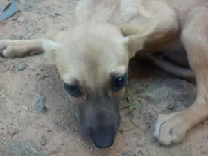 Cachorro raça SRD-ViraLata idade 2 a 6 meses nome Pretinha