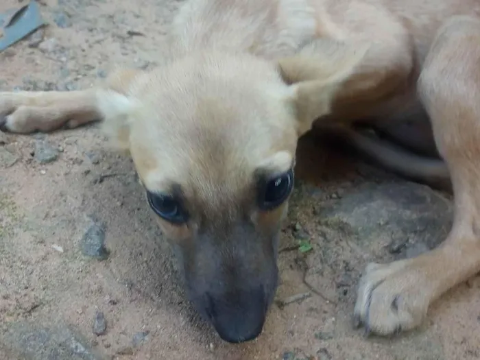 Cachorro ra a SRD-ViraLata idade 2 a 6 meses nome Pretinha